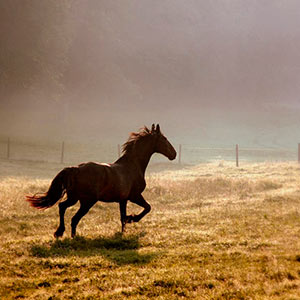Corsi di cucina, escursioni trekking, a cavallo e mountain bike in Toscana