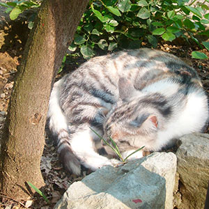 Agriturismo Mulino Vecchio del Cilone con appartamenti, camere e piscina