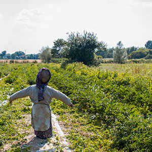 Agriturismo Mulino Vecchio del Cilone con appartamenti, camere e piscina
