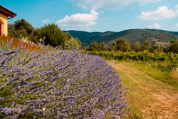 Foto agriturismo in Toscana | Fotografie e immagini appartamenti e camere per vacanze