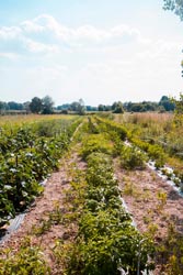 Foto agriturismo in Toscana | Fotografie e immagini appartamenti e camere per vacanze