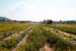 Foto agriturismo in Toscana | Fotografie e immagini appartamenti e camere per vacanze