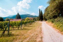 Foto agriturismo in Toscana | Fotografie e immagini appartamenti e camere per vacanze